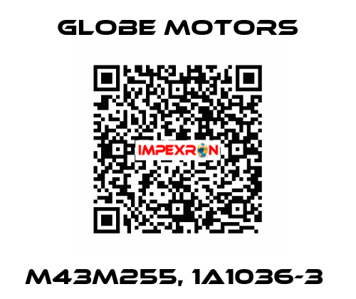 M43M255, 1A1036-3  Globe Motors